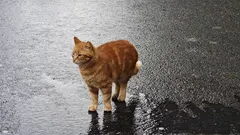 Ce trebuie să știe un turist despre pisicile din Istanbul: sfaturi și povești