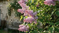 Liliacul care crește și înflorește fără probleme — sfaturi utile pentru orice grădinar