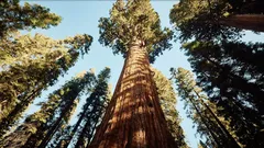 2.000 de ani de viață: povestea unui copac care a traversat epocile