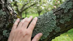 Aceste pete de pe meri și peri pot spune multe despre starea grădinii dumneavoastră — și acest lucru este mai util decât credeți