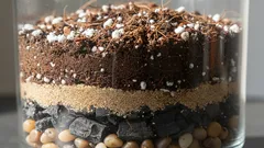 Zamioculcasul preferă solul sărac, ușor și afânat — îl pregătim noi înșine