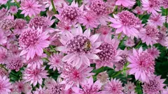 Plantezi și uiți de ea: o plantă perenă nepretențioasă, care înflorește toată vara